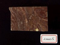 藻類化石藏品圖，第3張
